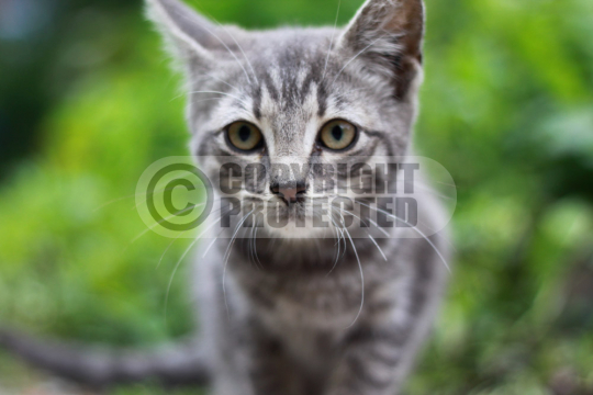 Katze